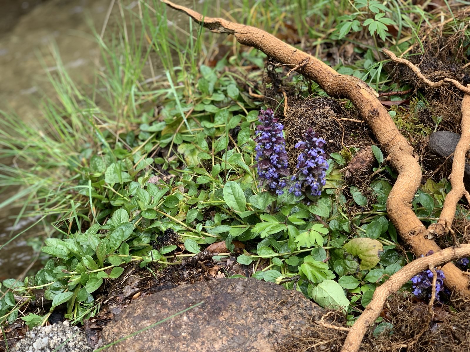 Bugle rampante