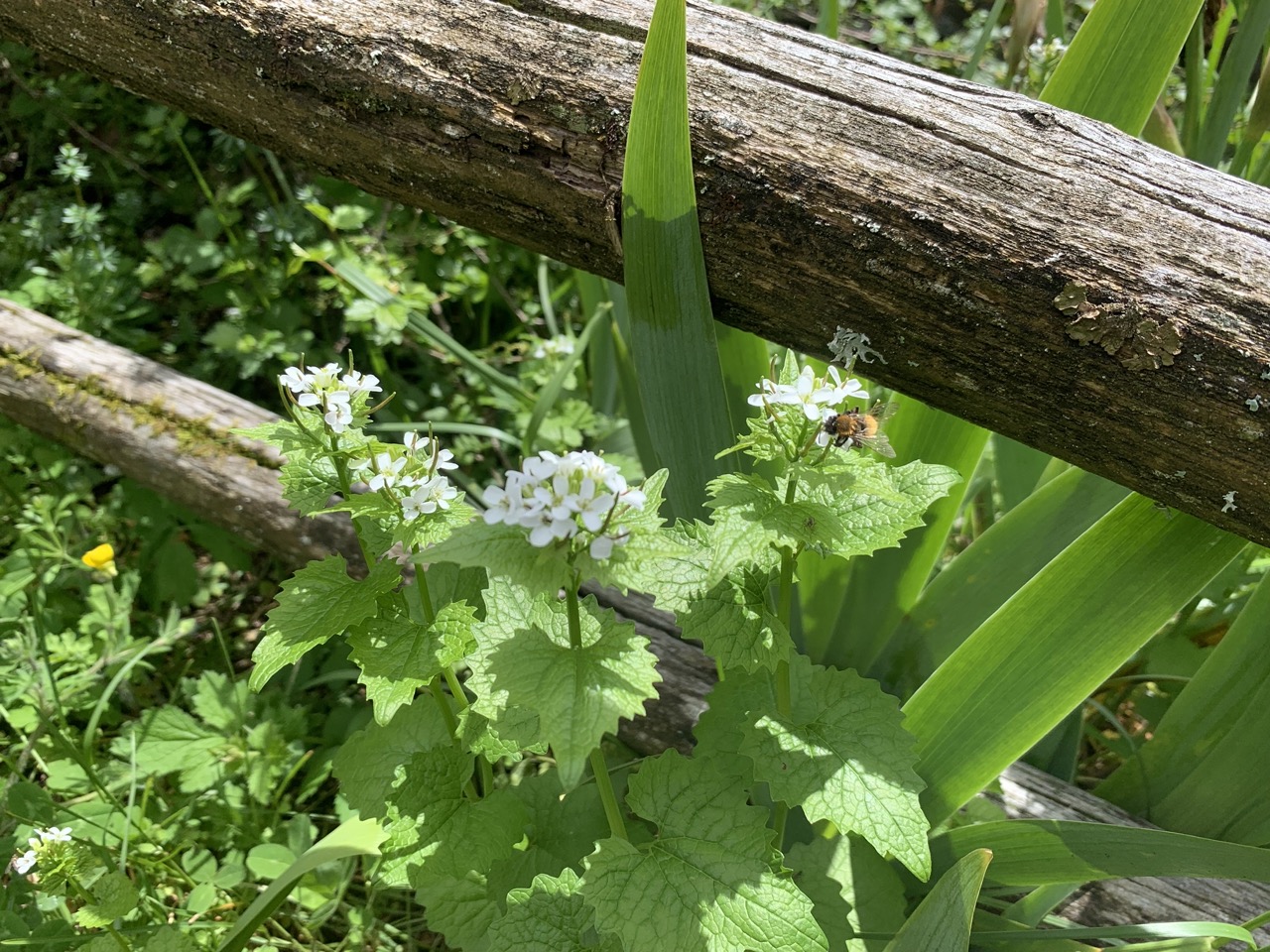 Alliaire officinale