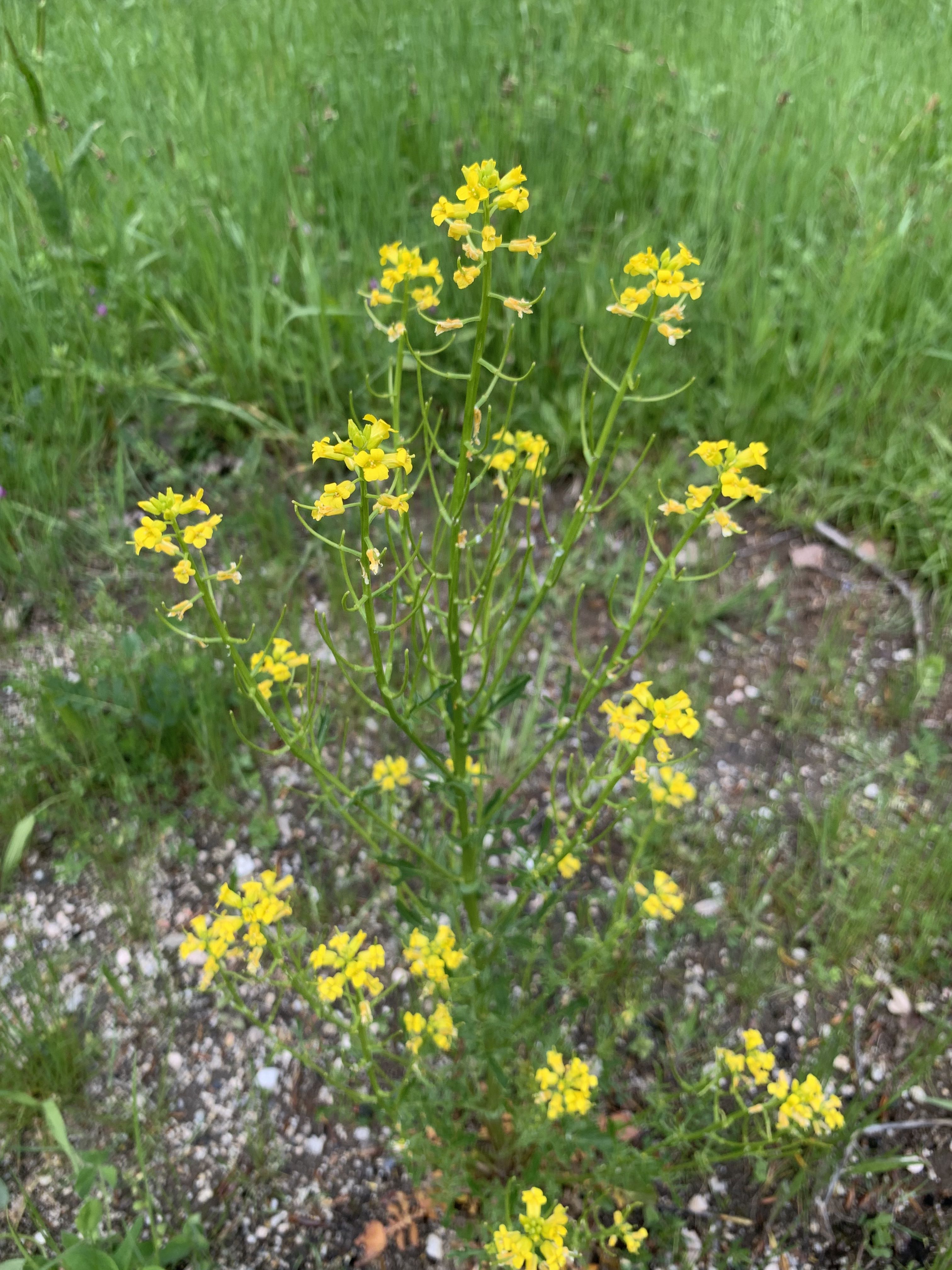 Cresson de jardin