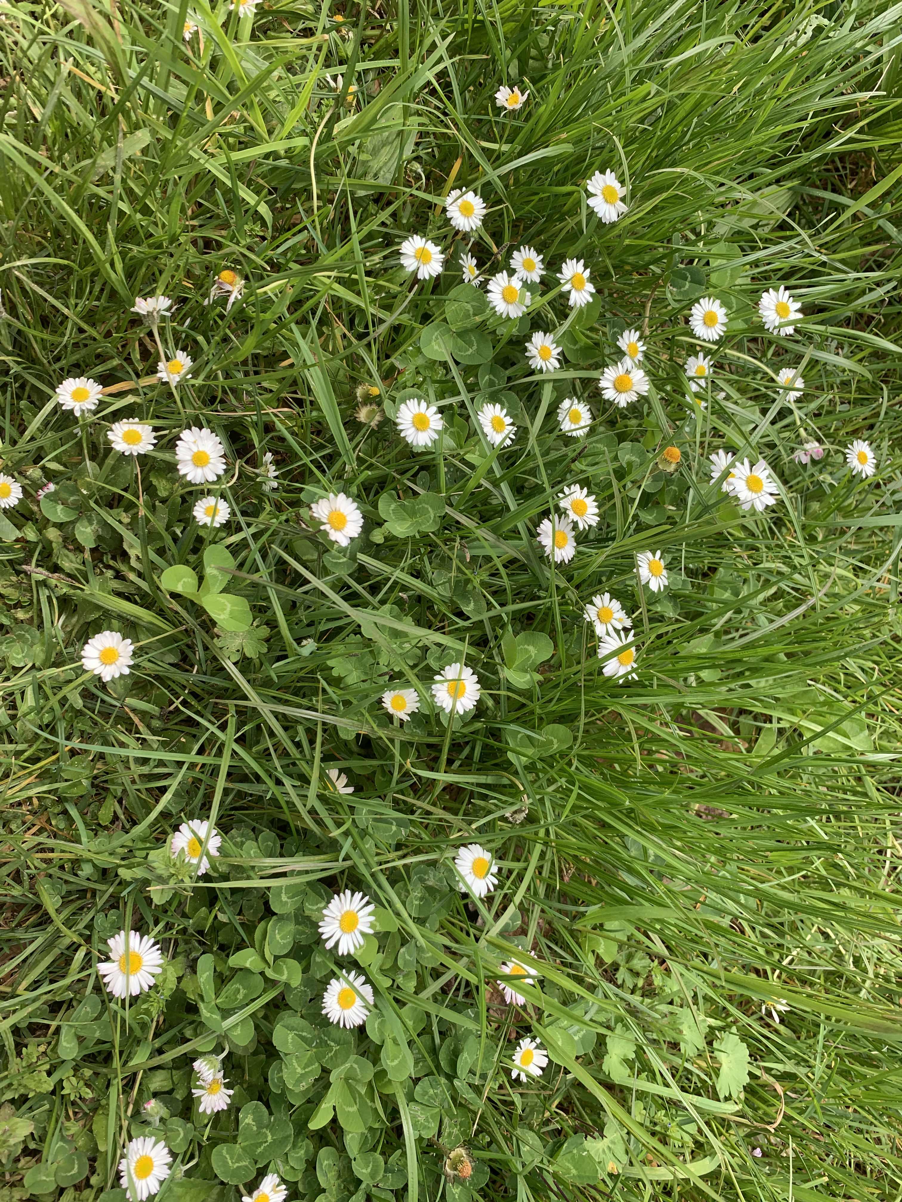 Pâquerette annuelle