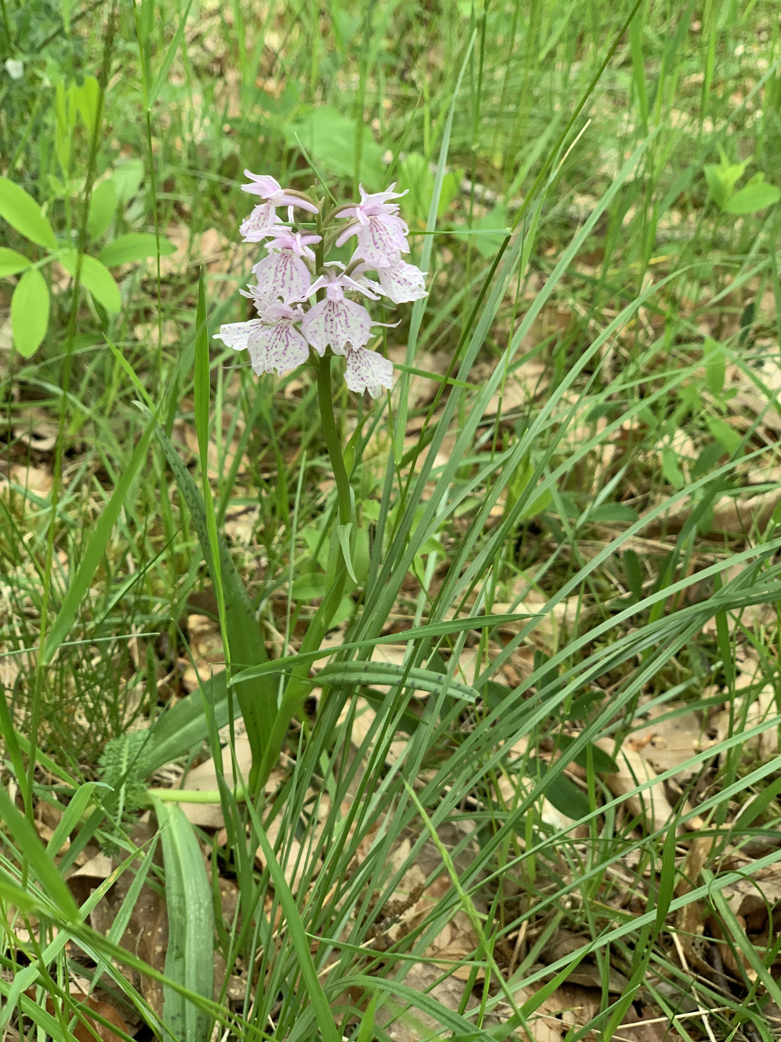 Orchis tacheté
