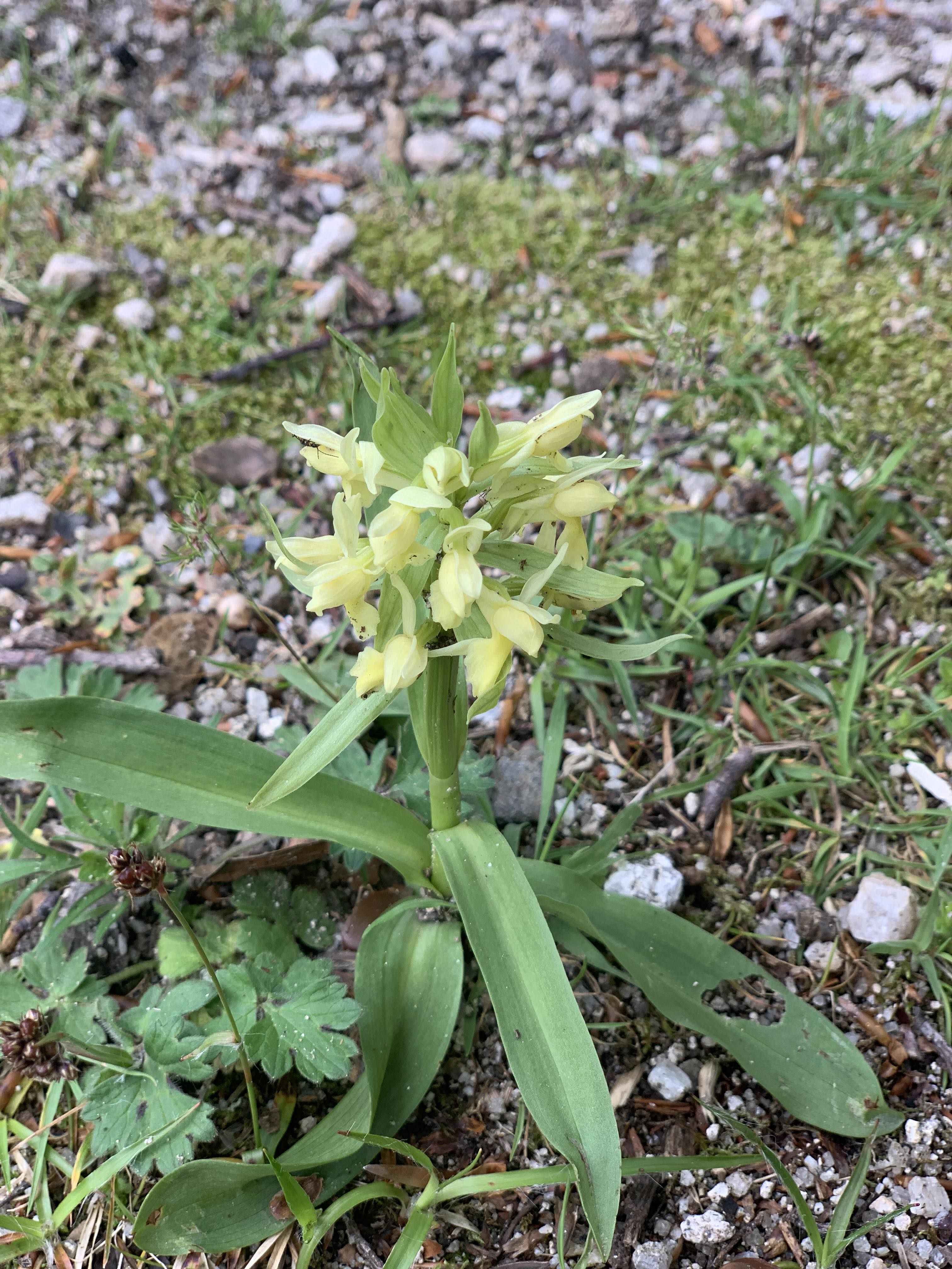 Orchis sureau