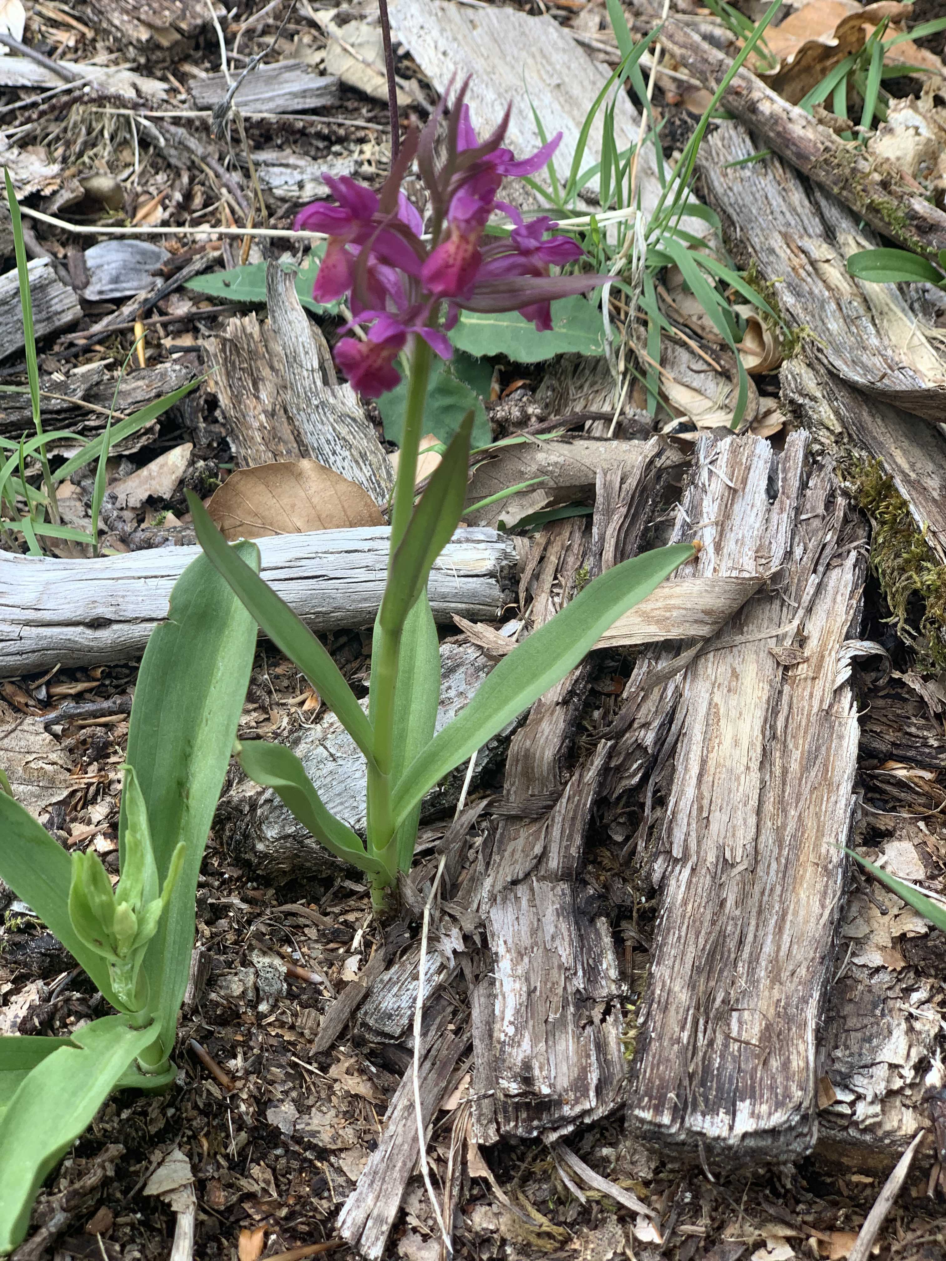 Orchis sureau