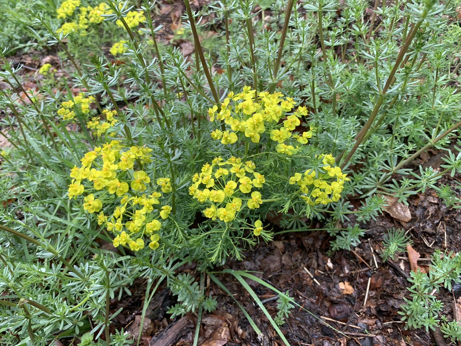 Euphorbe petit-cyprès