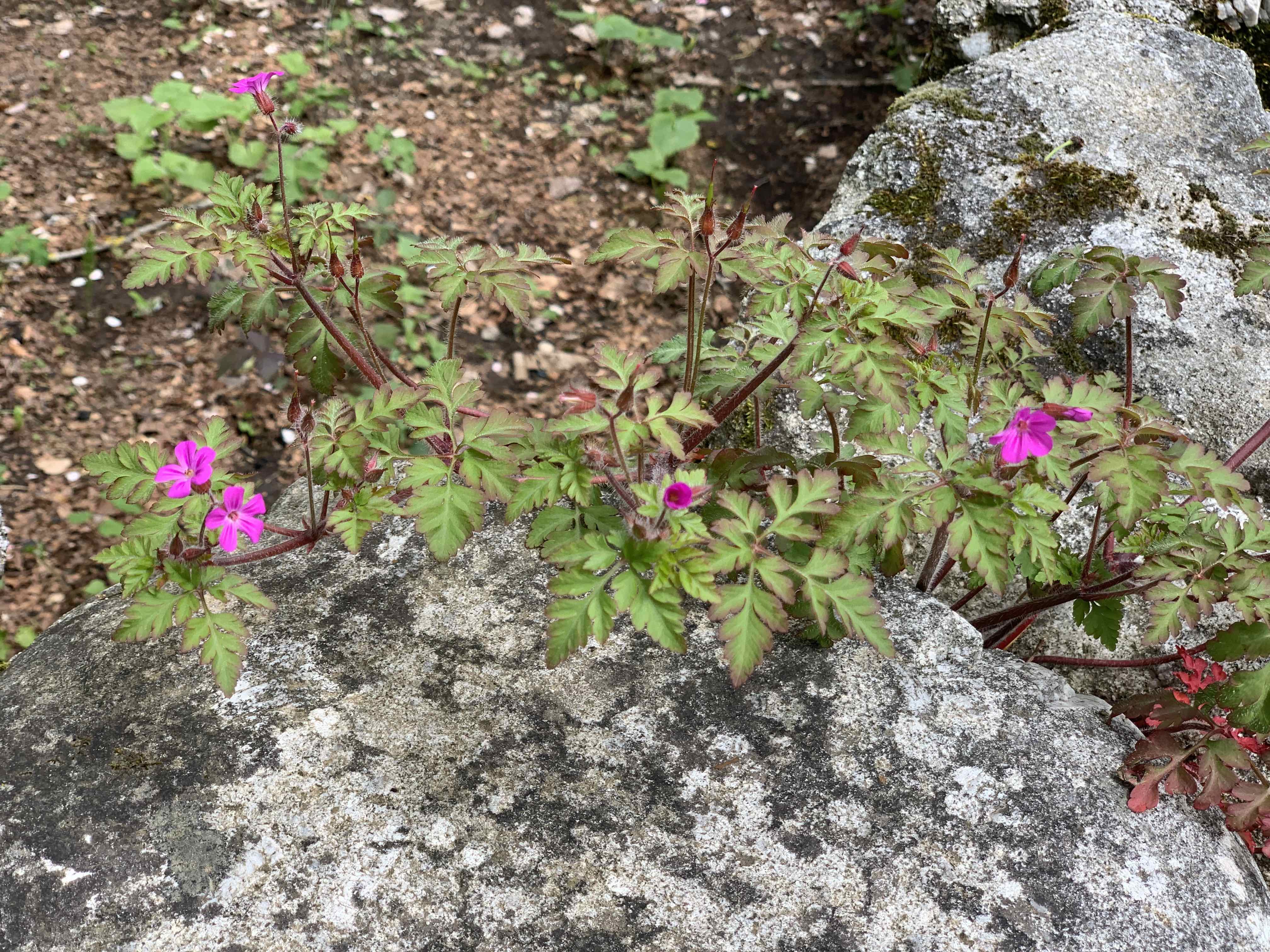 Géranium pourpre