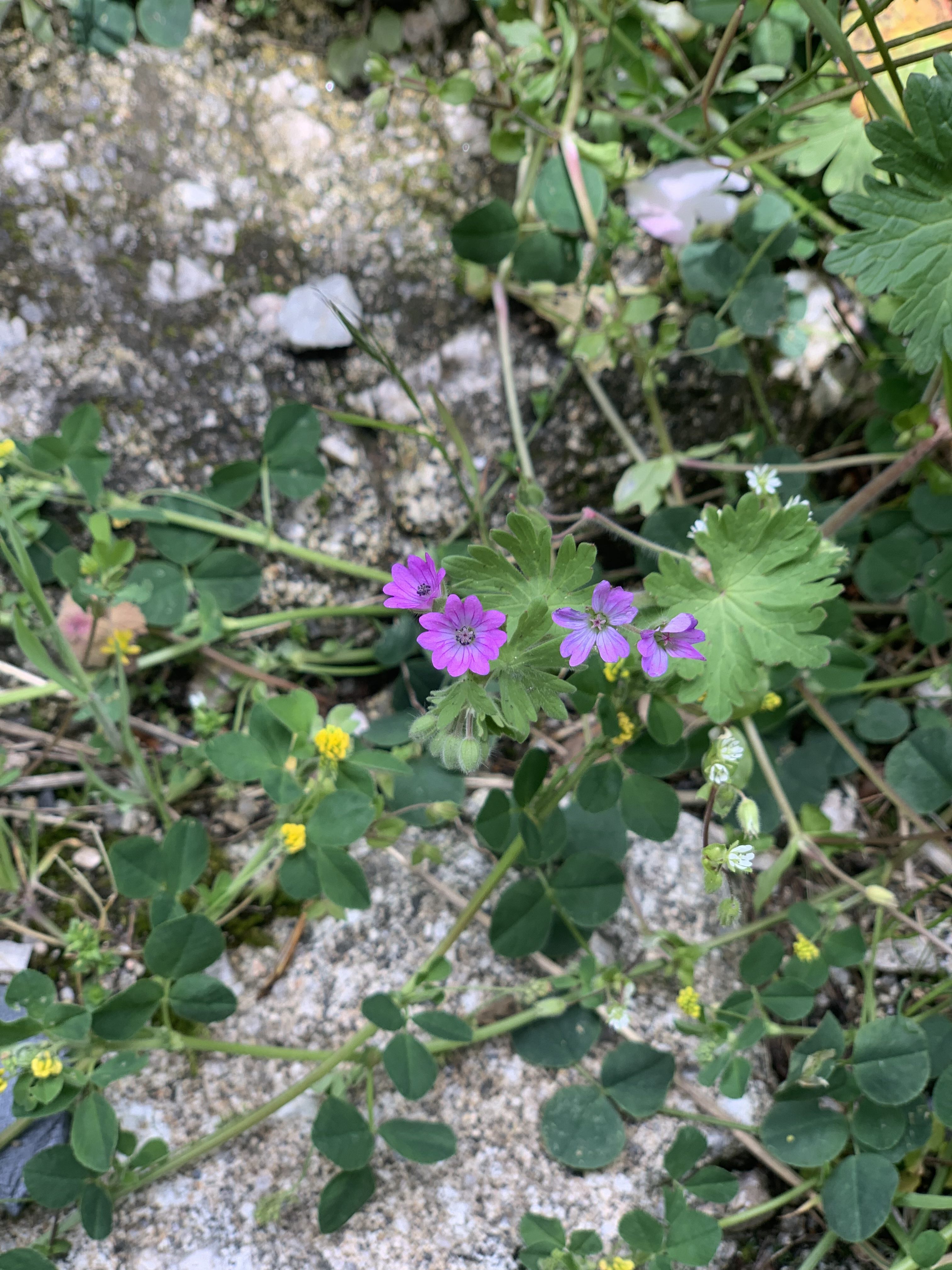 Géranium fluet