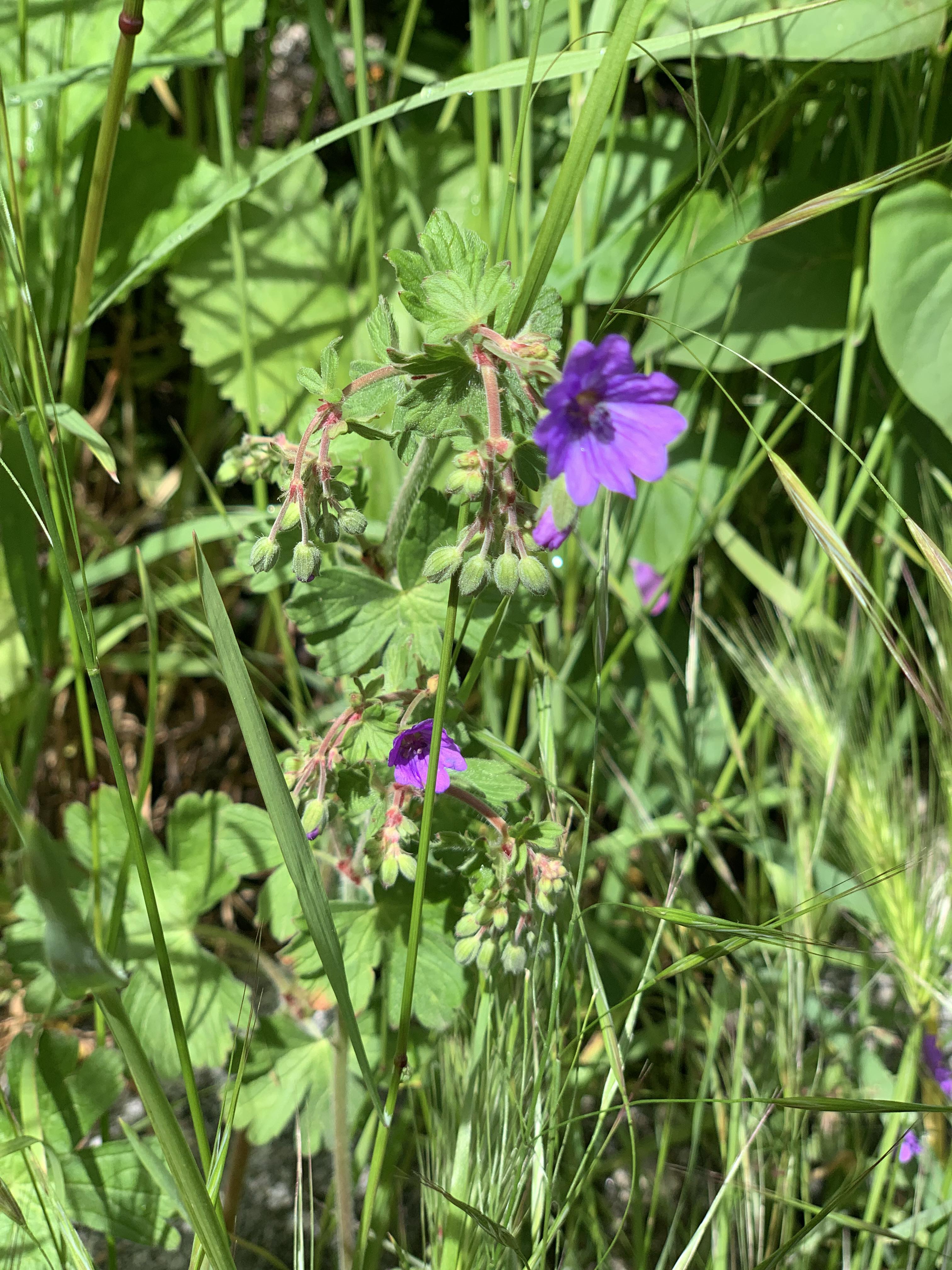 Géranium des Pyrénées