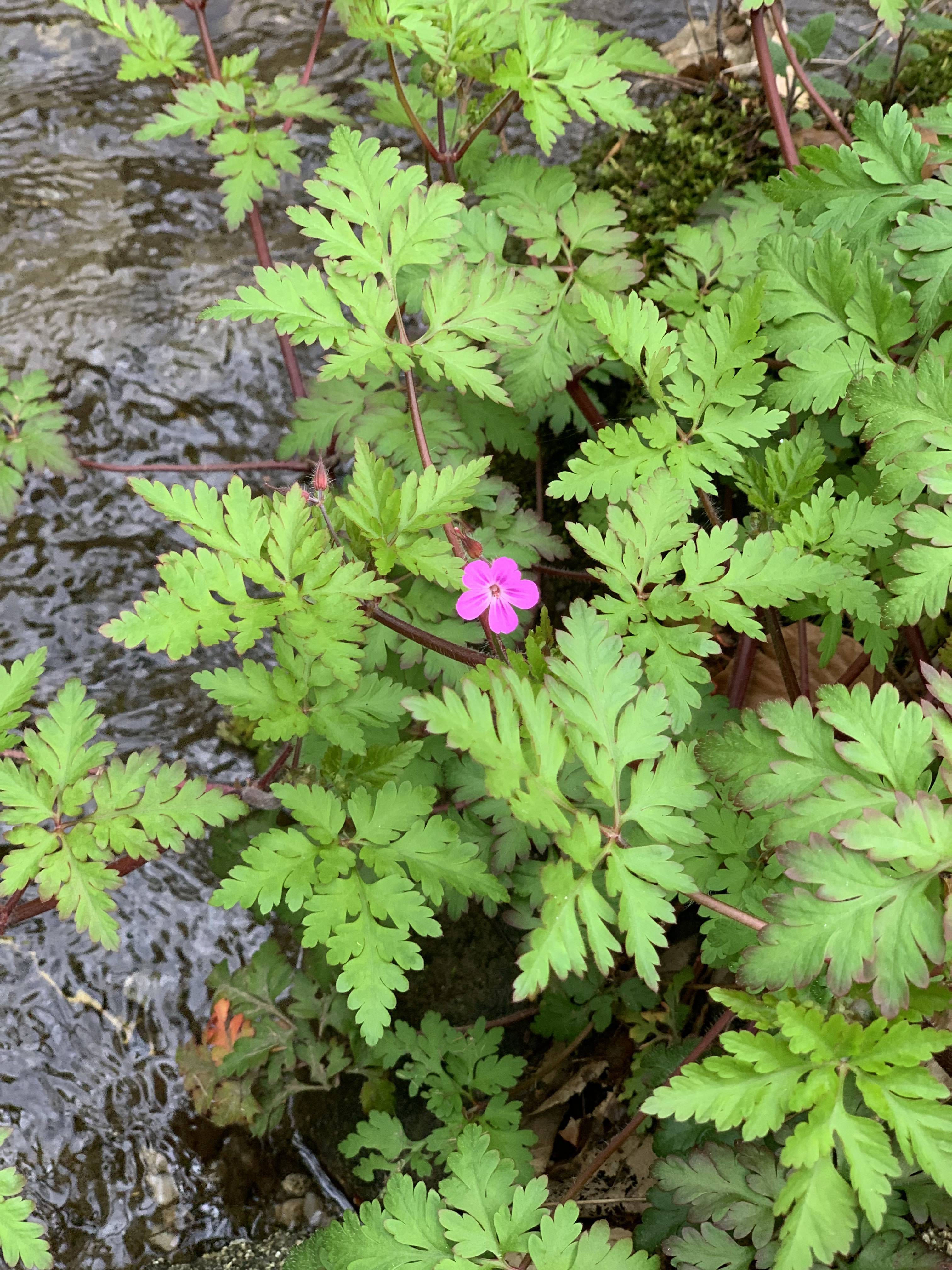 Géranium Herbe à Robert