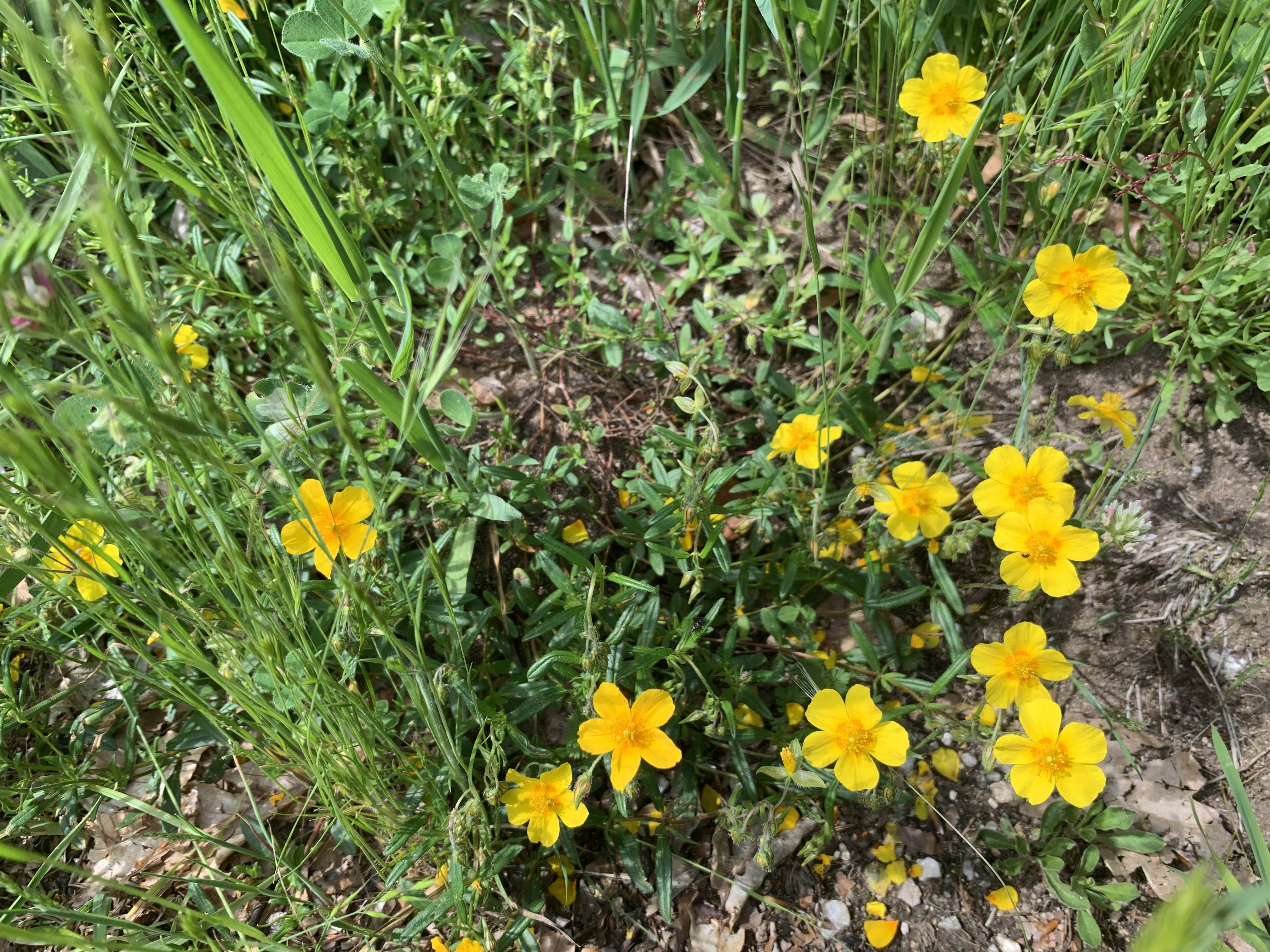 Helianthème jaune