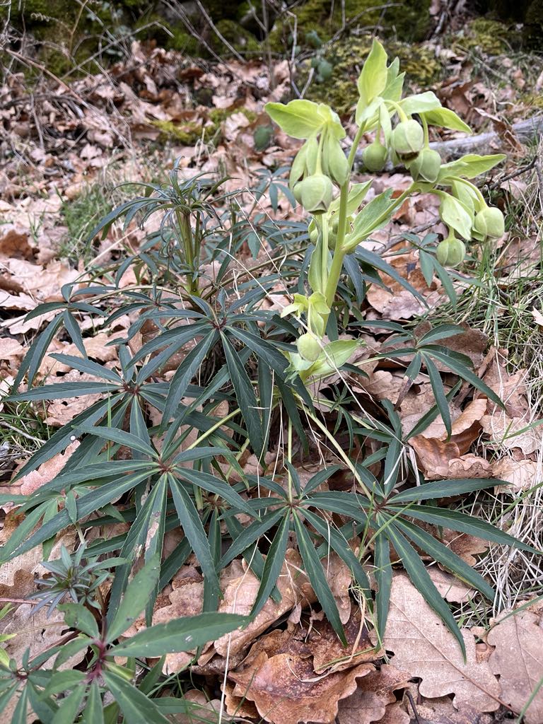 Hellebore fétide