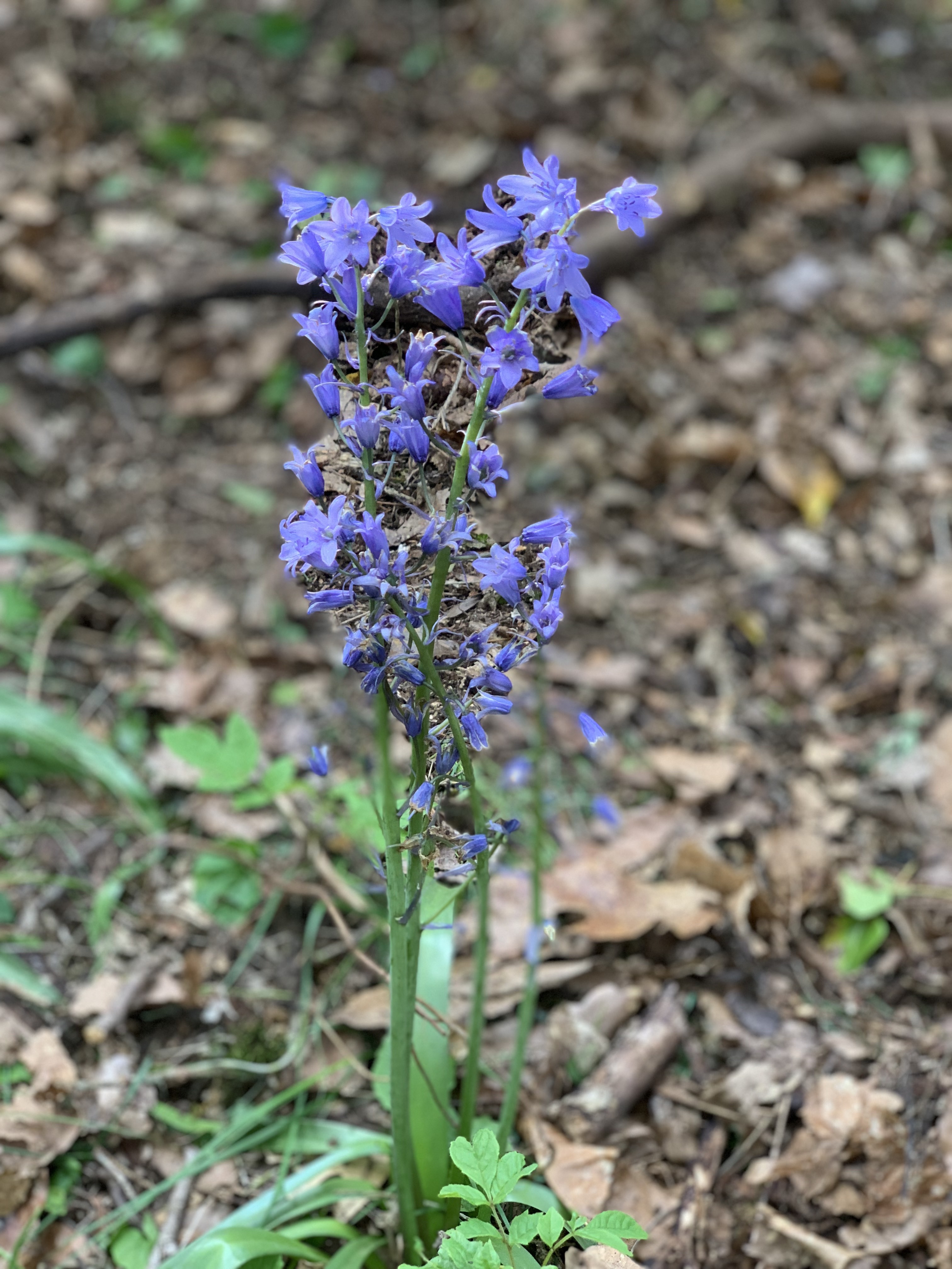 Jacinthe