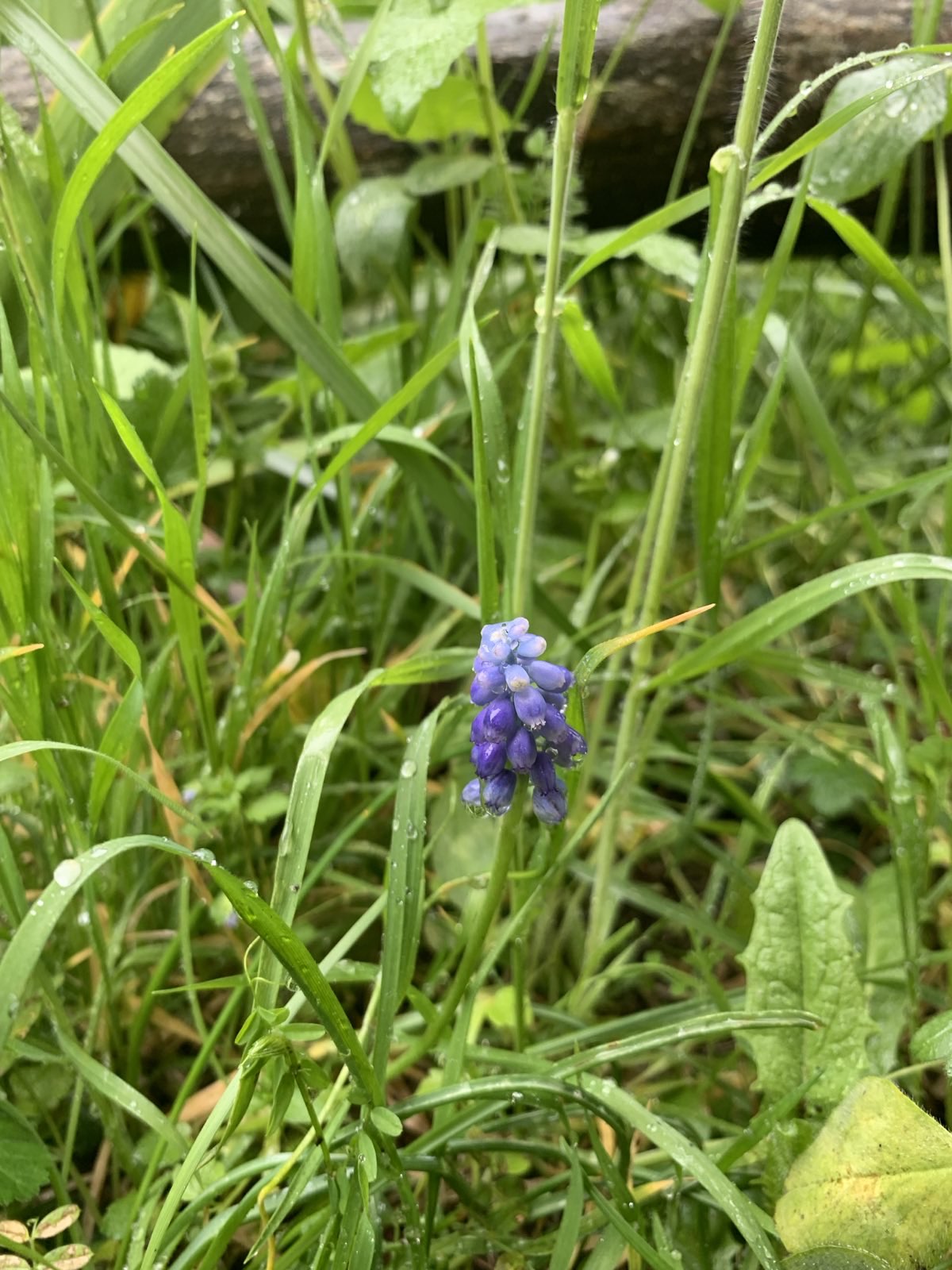 Muscari à grappe