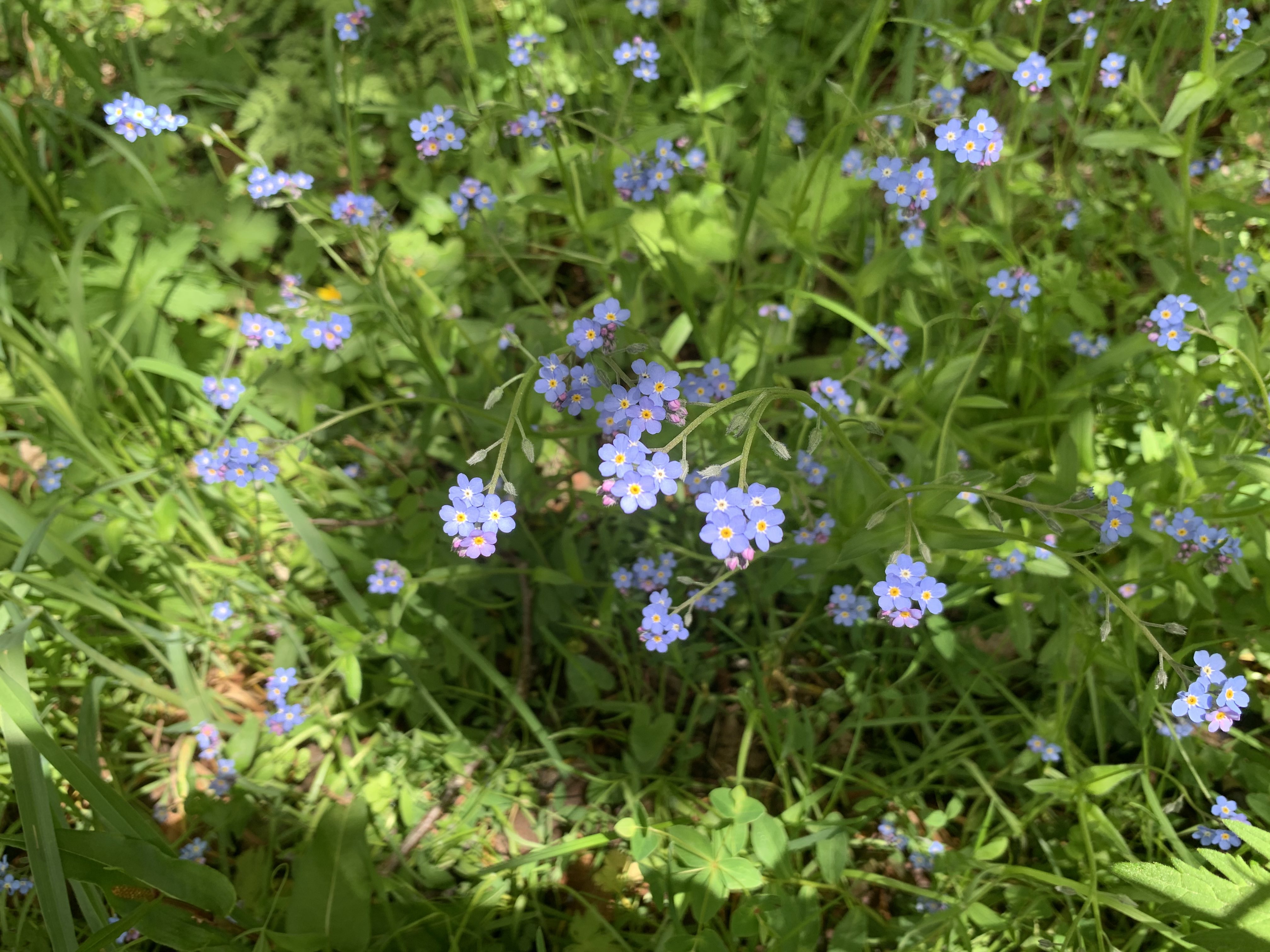 Myosotis des bois