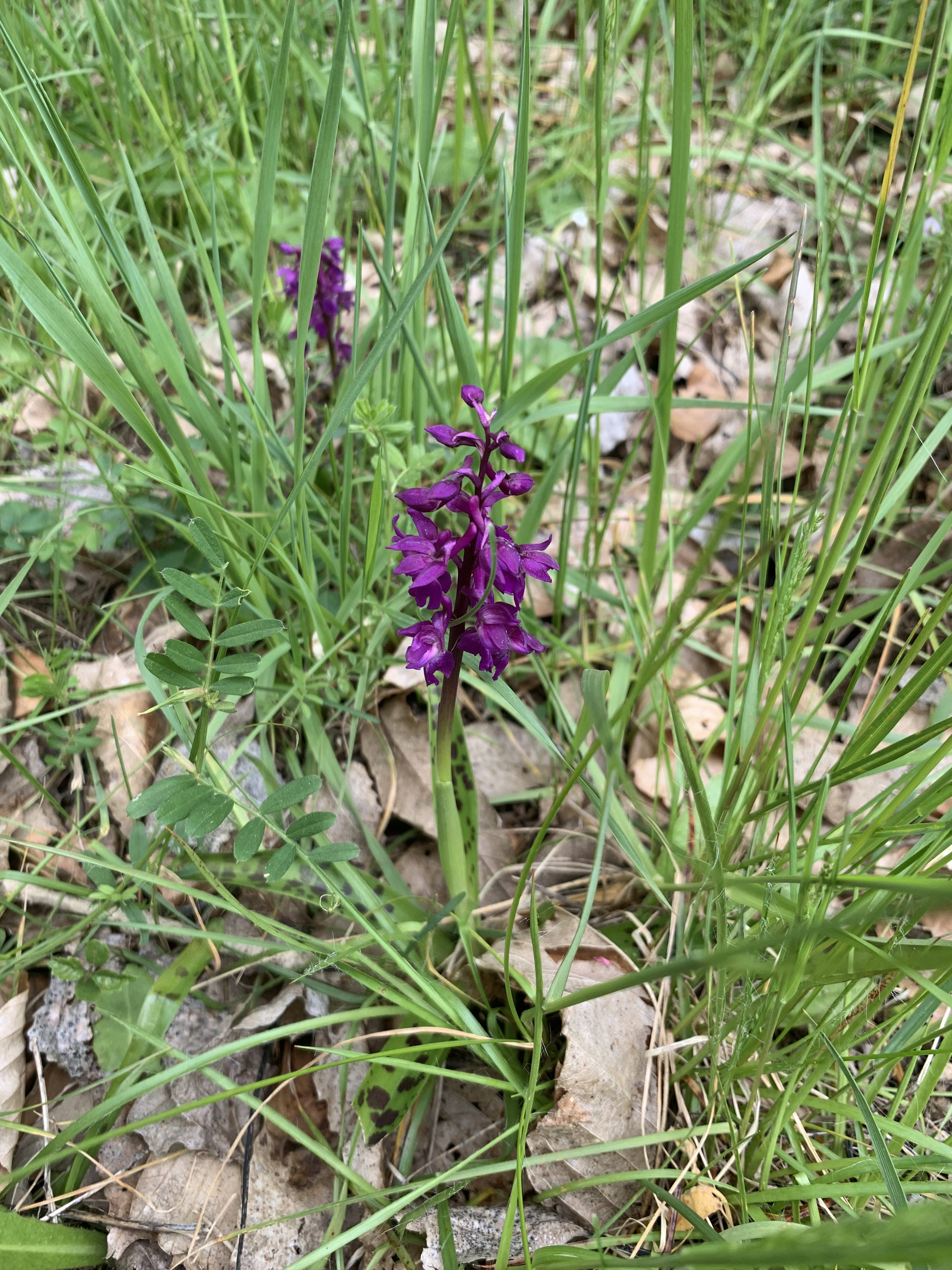 Orchis mâle