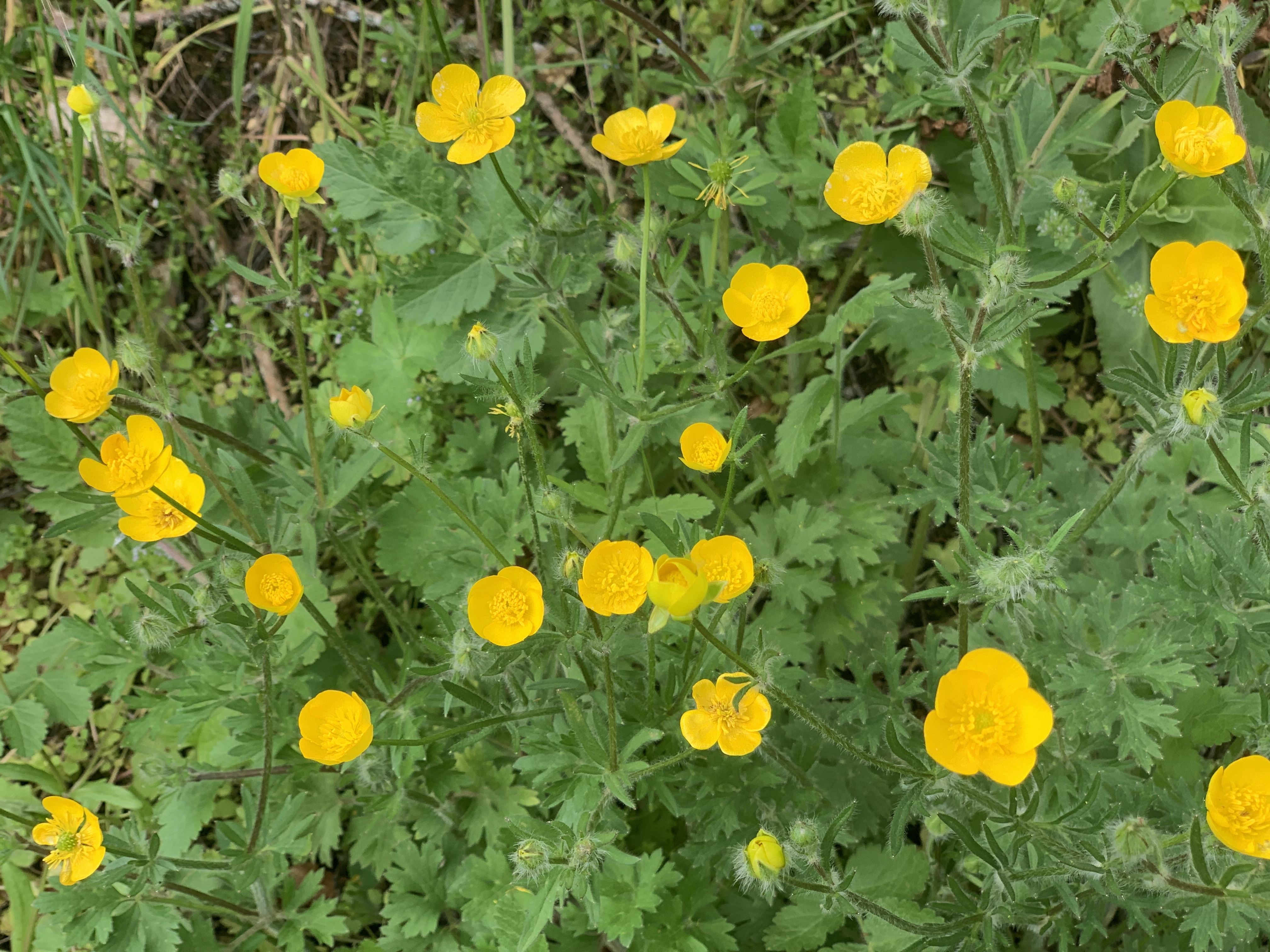 Bouton-d'or à grandes feuilles