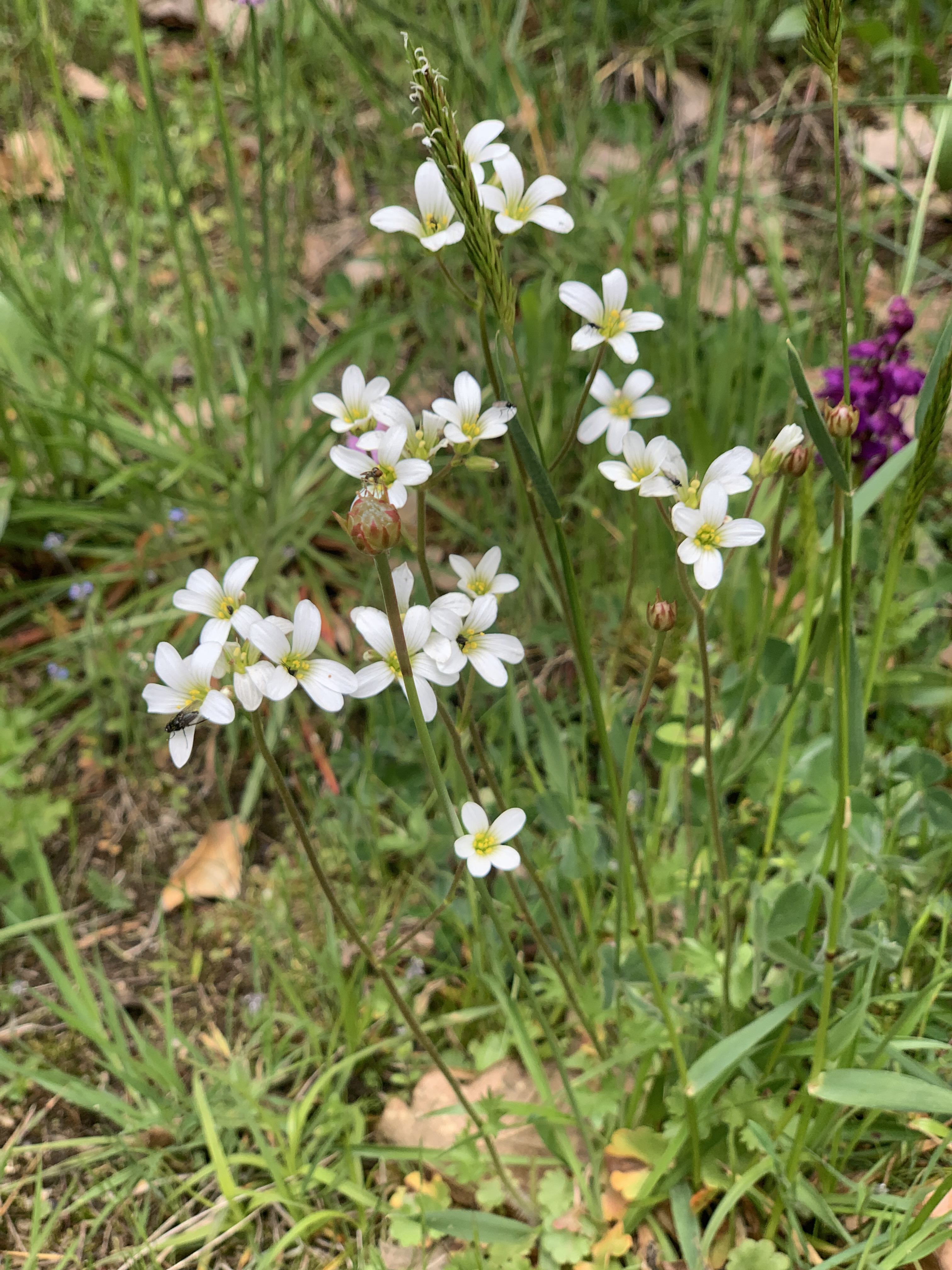 Saxifrage granulée