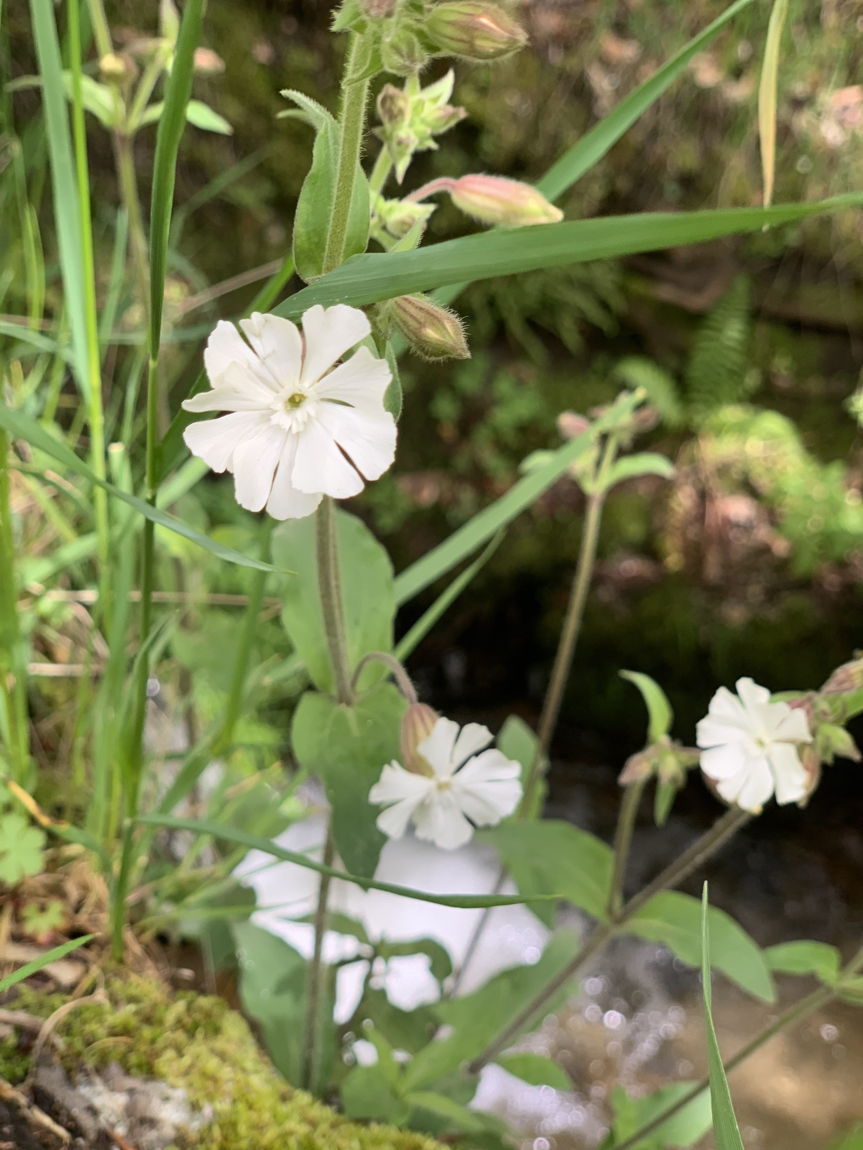 Silene