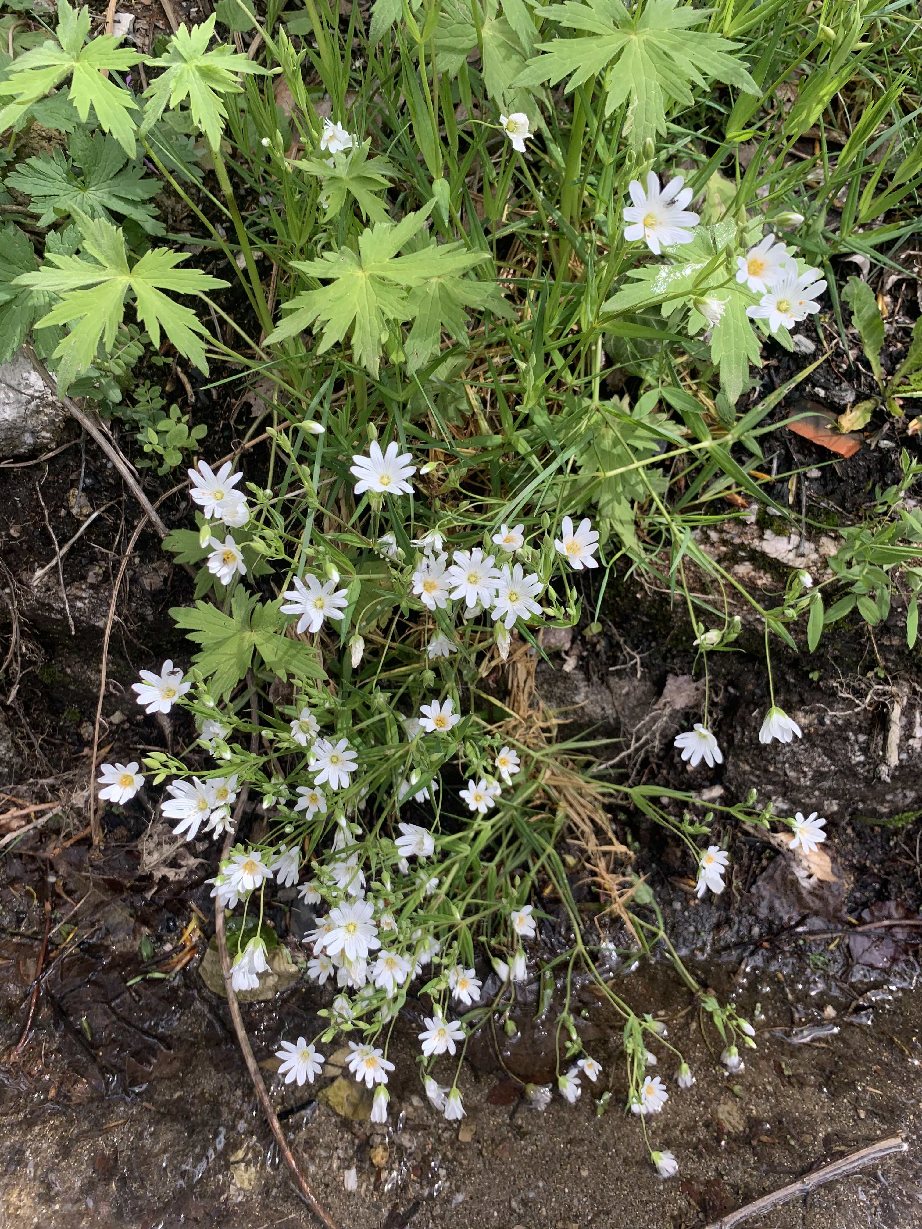 Stellaire des marais