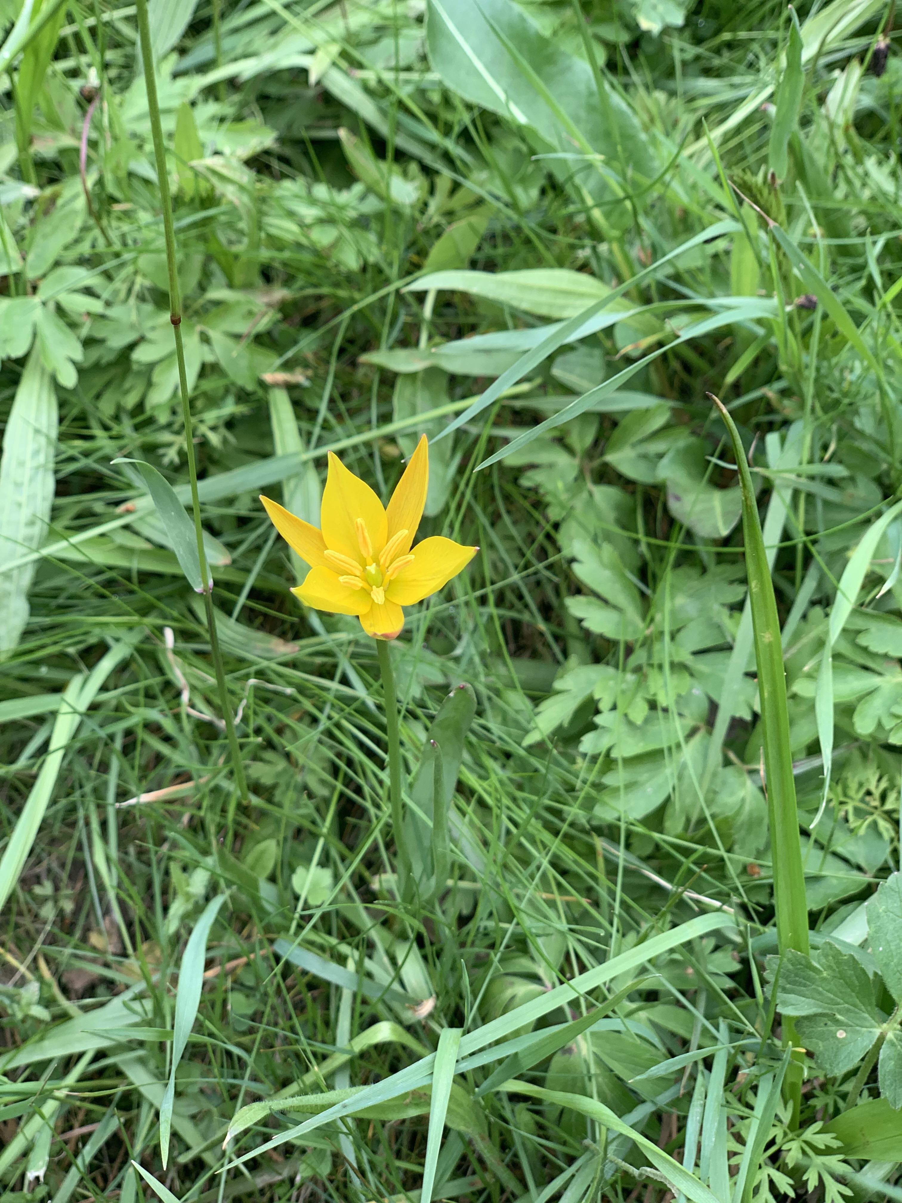 Tulipe des bois