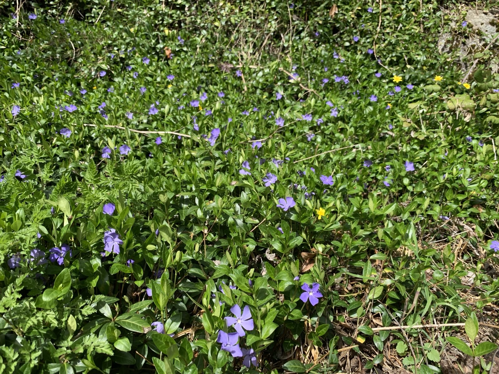 Petite pervenche