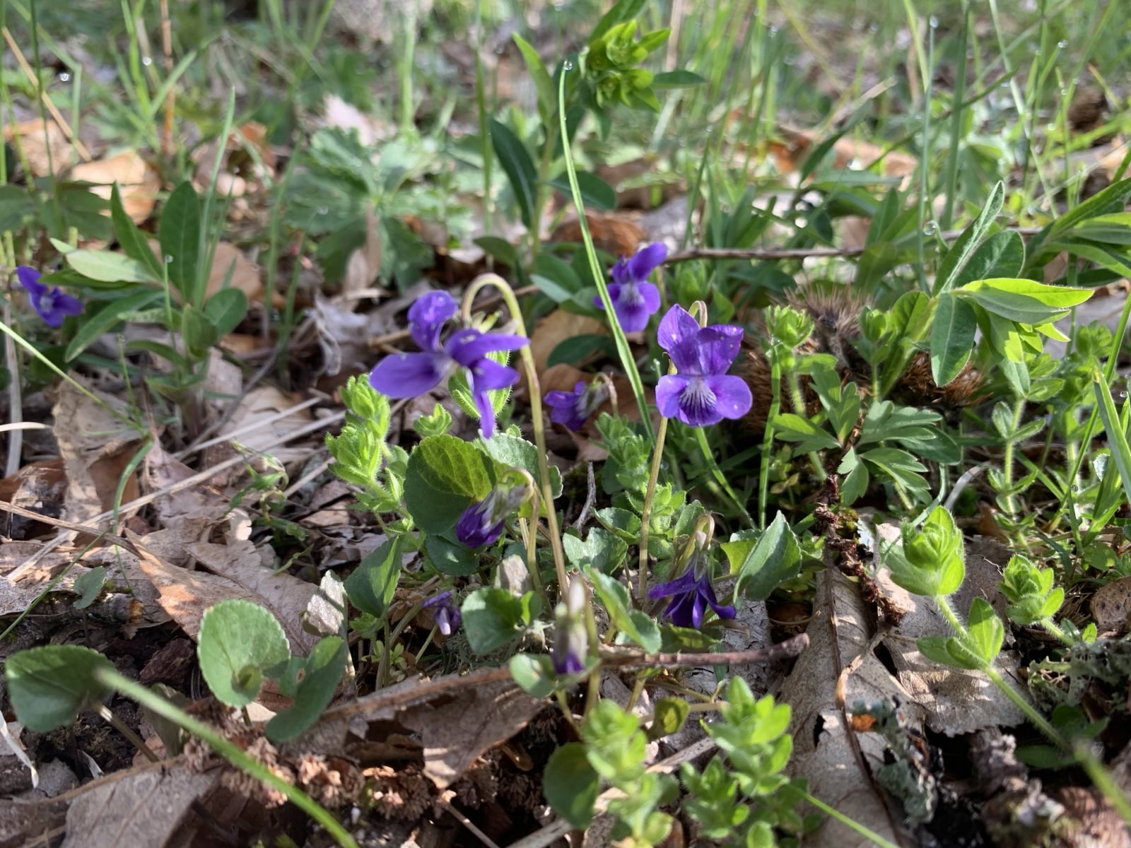 Violette des chiens