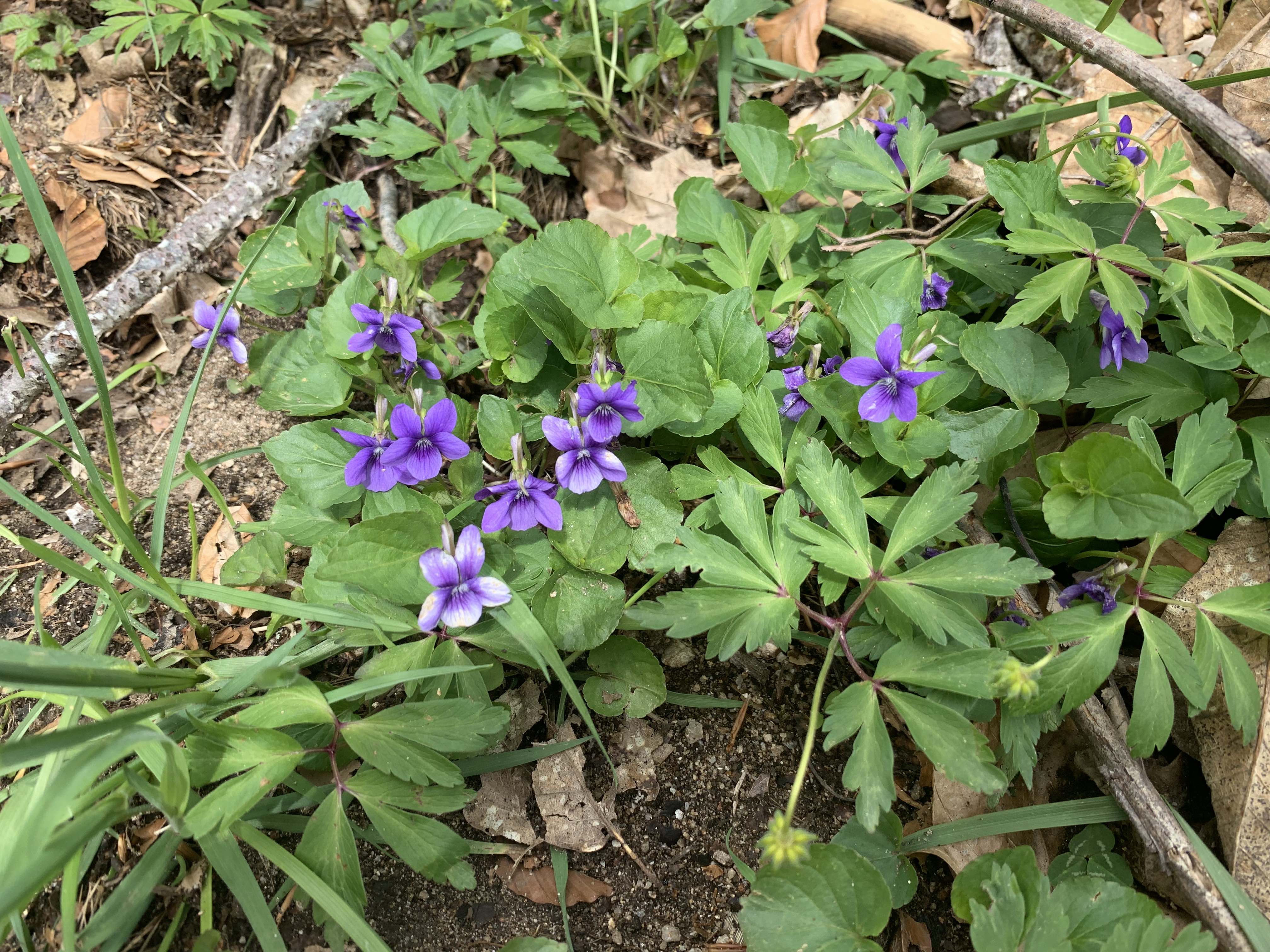 Violette des chiens
