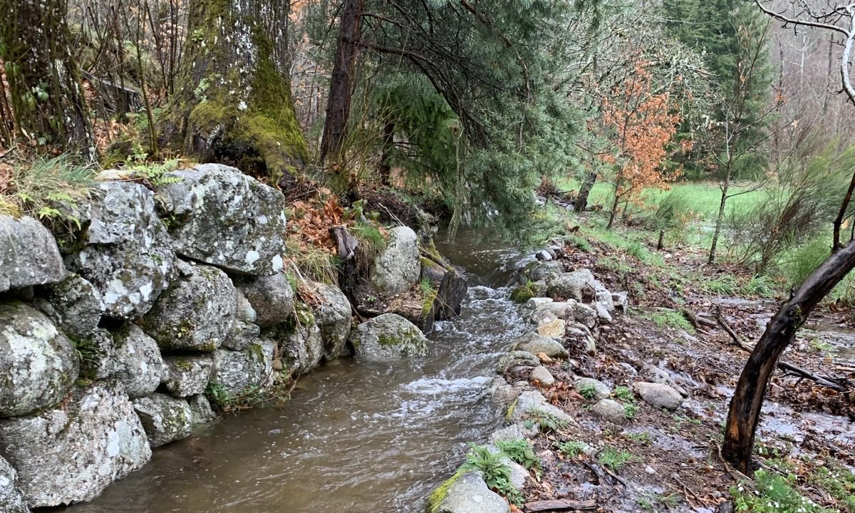 La souche gène
