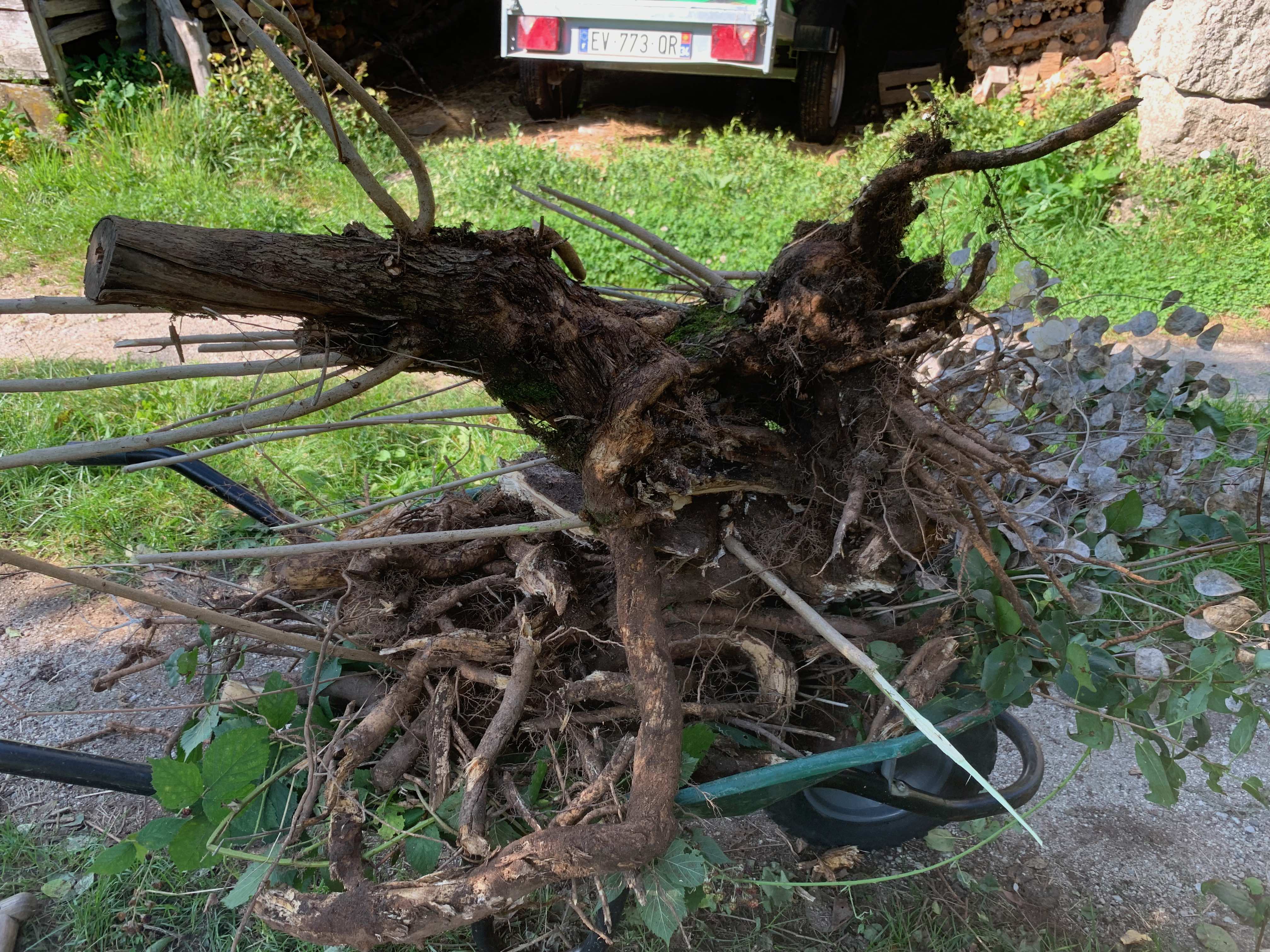 Souche arrachée dans la brouette